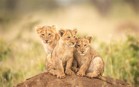 Three little lions, cubs 750x1334 iPhone 8/7/6/6S wallpaper, background, picture, image