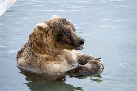 Someone stuffed the ballot box, but 'bearplane' 747 is still the fattest bear at Alaska's Brooks ...