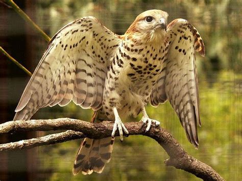 Thanks to intense conservation efforts, the Mauritius Kestrel went from ...