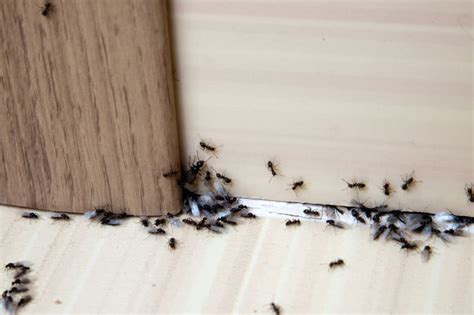 What Causes and How to Stop Ants in the House - HomelyVille