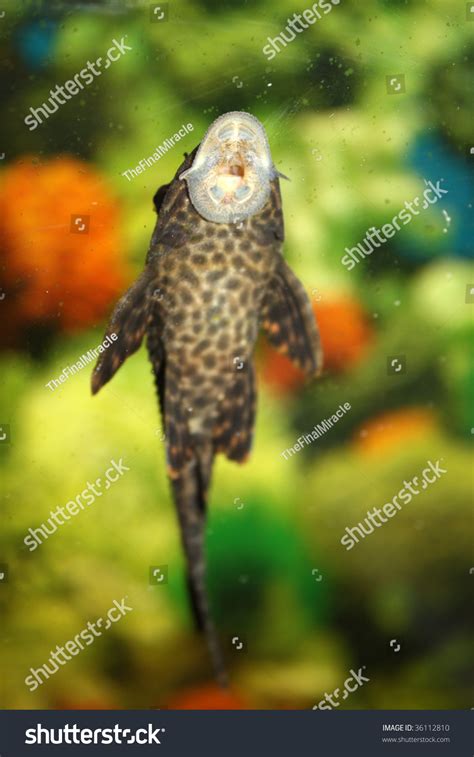 A Closeup View Of A Sucker-Fish Species Found In The Indian Tropical Coast, Sucking The Surface ...