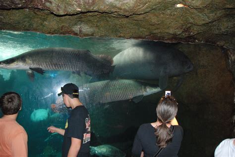 Zoo and Aquarium Design: Manatee - Mixed species exhibit at The Dallas World Aquarium