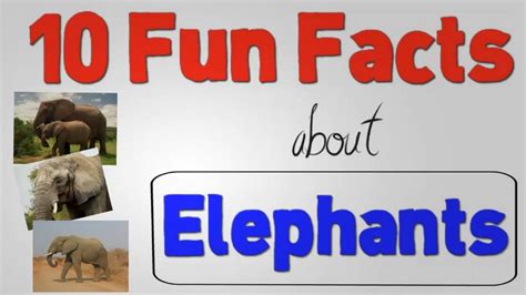 10 Fun Facts About Elephants - YouTube