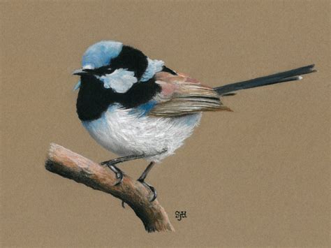 Blue Fairy Wren in pastel by SteveHargreaves | Bird drawings, Bird ...