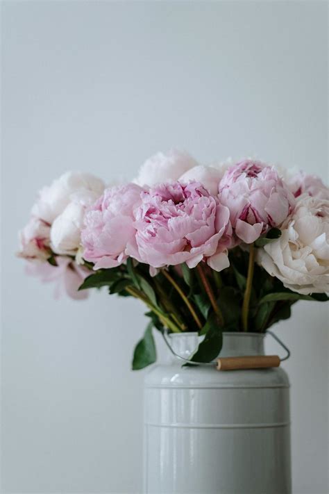 Pink and White Flowers in White Ceramic Vase · Free Stock Photo