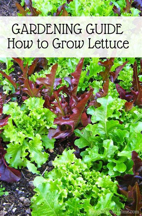 Garden Guide, How to Grow Lettuce