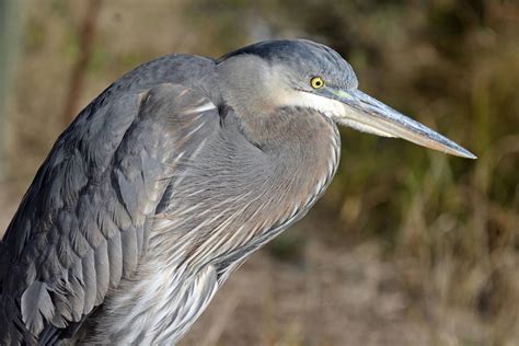 Bird In Everything: Florida Birds Photos