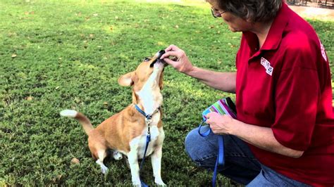 How to Train Herding Dogs : Dog Training Musts - YouTube