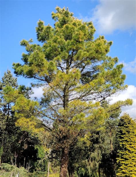 Pinus radiata - Trees and Shrubs Online