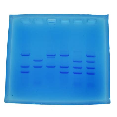 DNA Fingerprinting - Electrophoresis Education kit - Cleaver Scientific