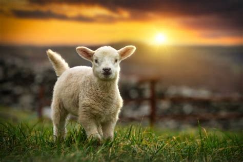 134,900+ Sheep Lamb Stock Photos, Pictures & Royalty-Free Images - iStock