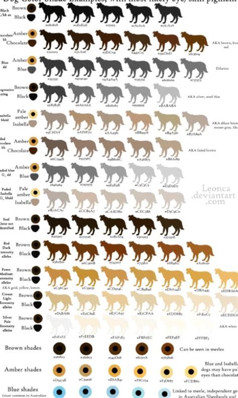 Horse Coat Color Genetics Calculator