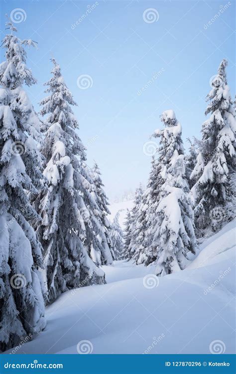 Spruce forest in the snow stock photo. Image of weather - 127870296