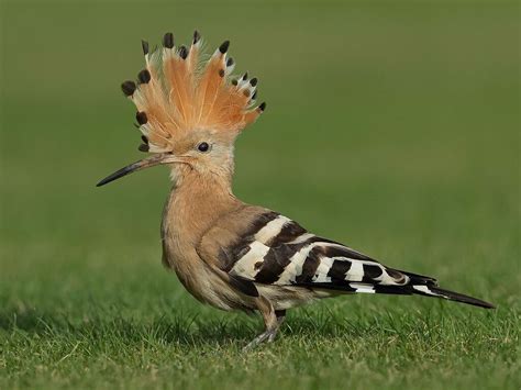 Hoopoe | BirdForum