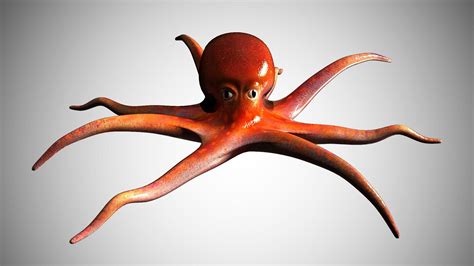 Octopus - 3D Model by george55555