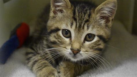 Free cats for adoption at Lollypop Farm on Thursday | WHAM