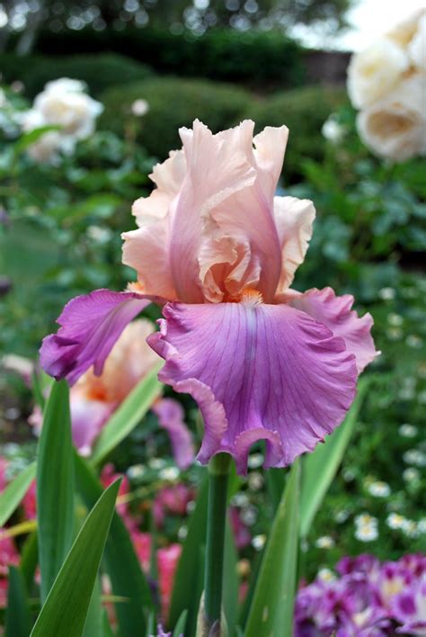 World of Irises: Strikingly Beautiful Flowers