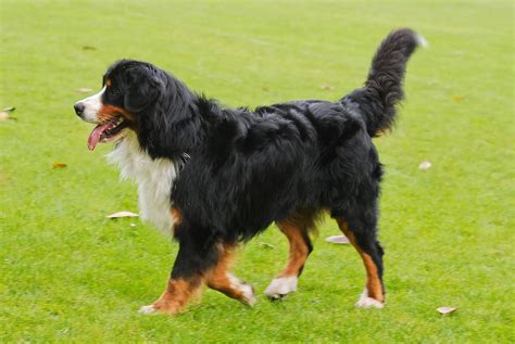 Large Dog Breeds List A-Z - All Big Dog Breeds