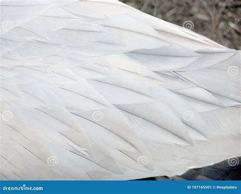 White swan feathers stock image. Image of cygnus, bird - 107165501