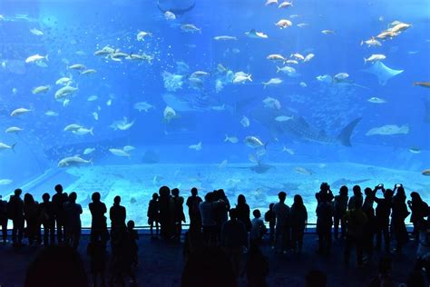 Aquariums in Pennsylvania | Best Pittsburgh and Philadelphia Aquatic ...