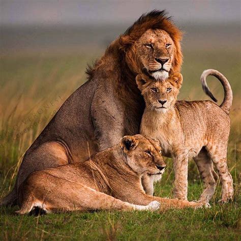 🔥 lion family annual photo 🔥 : r/NatureIsFuckingLit