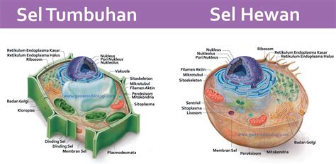 Apa Perbedaan Sel Hewan Dan Sel Tumbuhan - Homecare24