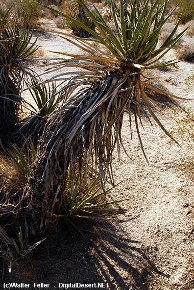 Yucca Moth: Mojave Yucca