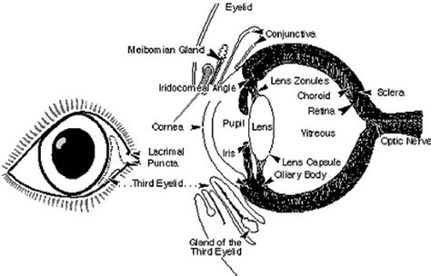 Auckland Animal Eye Centre - Veterinary Eye Specialists - FAQ's