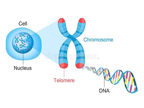 Telomere Chromosome and DNA Stock Vector - Illustration of repeat, evolution: 99439388