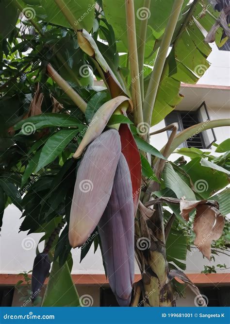 Banana - Kela Has More Benefits and Uses Stock Image - Image of tree, food: 199681001