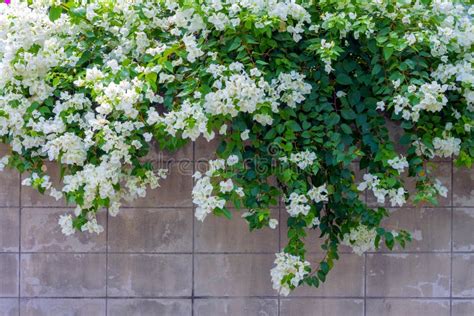 White bougainvillea flower stock photo. Image of nature - 64064132