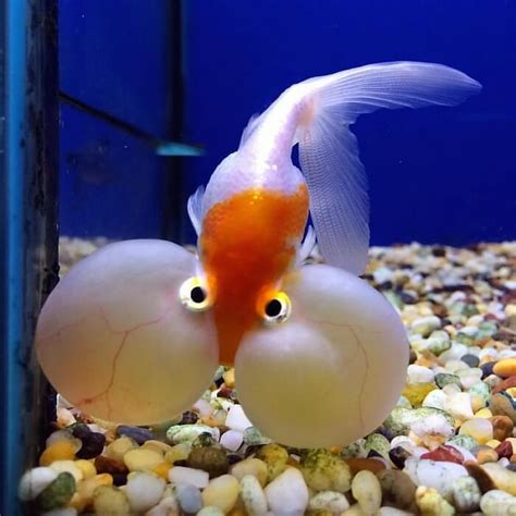 Bubble Eye Goldfish Care Guide - Your Aquarium Place