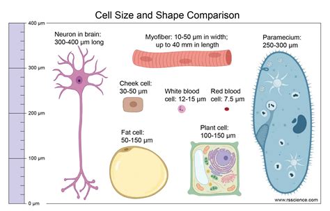 What is Cytoplasmic Streaming? - Rs' Science