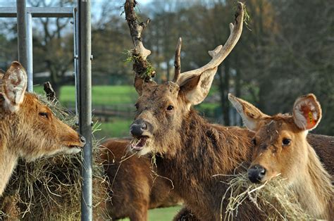 Deer (Overview) Interaction with Humans - Supplementary Feeding ...