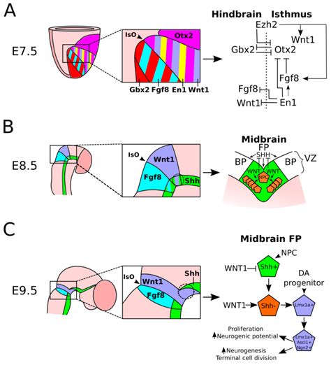 IJMS | Free Full-Text | Acquisition of the Midbrain Dopaminergic Neuronal Identity