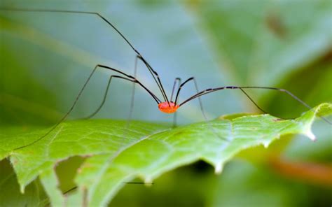 Why Are They Called Daddy Longlegs? | Wonderopolis