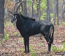 Bovid - Simple English Wikipedia, the free encyclopedia