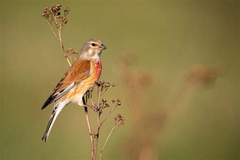 Common Linnet (Linaria Cannabina) Song, Diet & Distribution