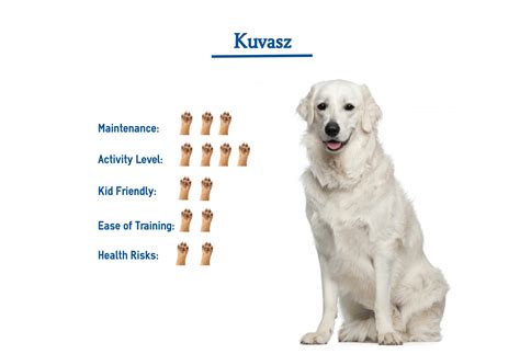 Kuvasz Dog Breed… Everything You Need to Know at a Glance!