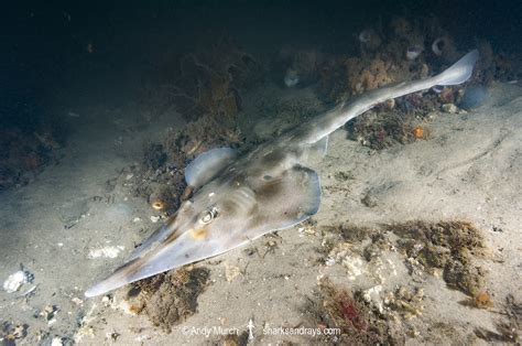 Eastern Shovelnose Ray - Aptychotrema rostrata