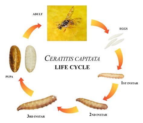 Fruit Flies Life Cycle