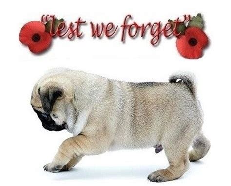 Cute Pug Puppy Remembrance Day/ Veteran's Day Cute Pug Puppies, Pug ...