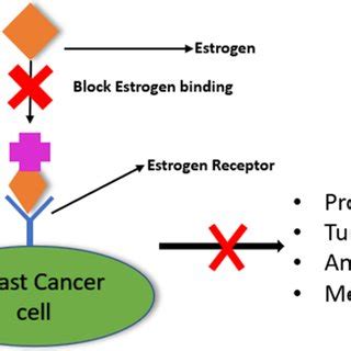 Role of HSP70s in normal cells under stressed conditions (hypoxia and ...