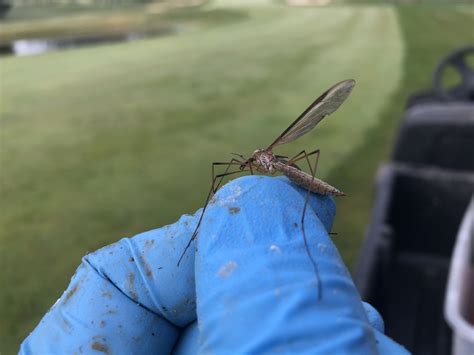 NC Crane Fly Alert - Turf Diseases