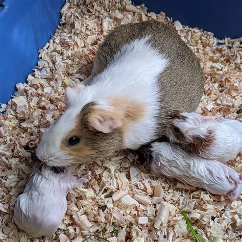 My Guinea Pig Just Had Babies : guineapigs