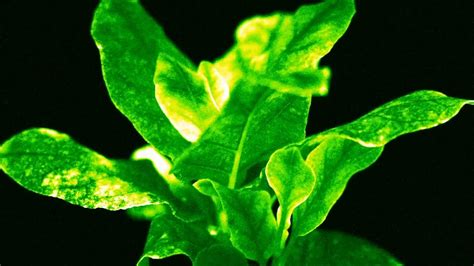 Scientists Create Brightest Glow-in-the-Dark Plants Ever Seen | The ...