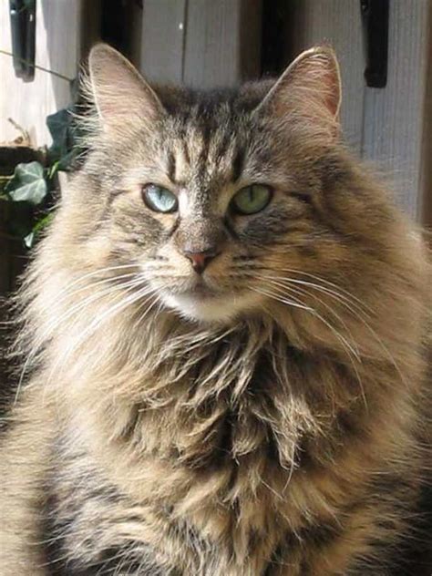 Best Long Haired Cat Breeds | List of Long Hair Cats