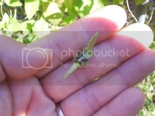 Wild Edible and Medicinal Plants: "Black Eyed Susan"