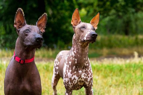 Xoloitzcuintle Hund (Charakter, Ernährung, Pflege)