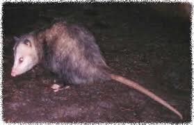 generation eXpatriate: Possum vs. Opossum